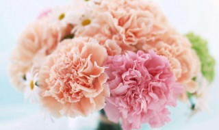 康乃馨盛开在哪个季节 康乃馨盛开的季节