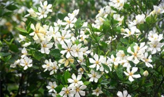 栀子花是什么季节种的 栀子花是什么季节种的呢