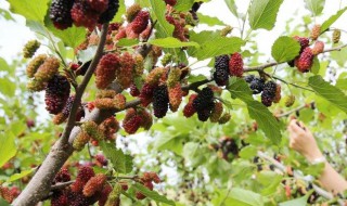 桑葚草莓怎么吃（草莓 桑葚）