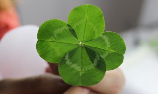 遇到四叶草一定要摘下来吗 遇到四叶草一定要摘下来吗为什么