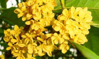 桂花扦插繁殖多长时间能生根(桂花扦插多久能生根)