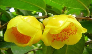 新鲜金花茶泡水喝的功效 新鲜金花茶功效与作用