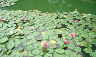 小池诗配画简单又好看(小池诗配画简单又好看 四年级)