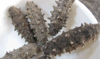 原生态干海参怎么吃（原生态干海参怎么吃才好吃）