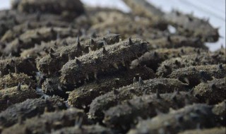 晒干了的海参怎么做的吃 晒干了的海参怎么做的吃呢