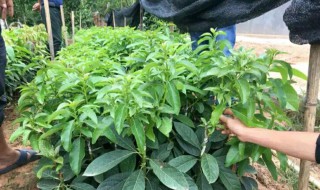 牛油果核怎么种盆栽 牛油果的种植与栽培