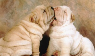 梦见被狗咬手是什么意思（男人梦见狗咬是吉兆）