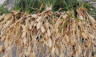 麦尾冬的功效与作用 麦尾冬的功效与作用及禁忌