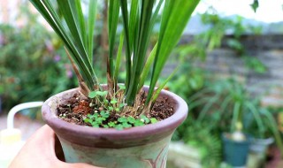 兰花修根后要晾多久(兰花修根后要晾多久才能浇水)