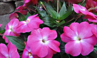 凤仙花是怎么繁殖后代的 凤仙花是怎么繁殖后代的视频