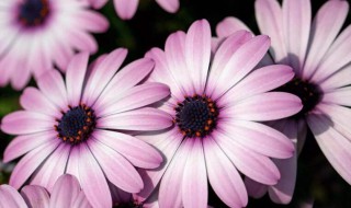 南非万寿菊修剪方法（南非万寿菊修剪方法图片）