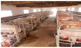 母猪一般可以养几年（母猪一般养几年淘汰）