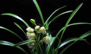 兰花组培和老种的区别（兰花组培和老种有什么区别）