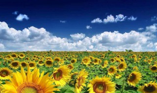 向日葵几月份播种 向日葵几月份播种几月份开花