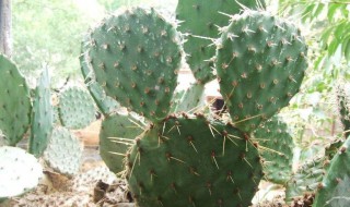 仙人掌和仙人球的作用是一样的吗 仙人掌和仙人球的作用是一样的吗