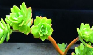 薄化妆养护 薄化妆的养护