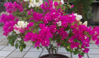 三角嫁接怎么养护（三角嫁接怎么养护视频）