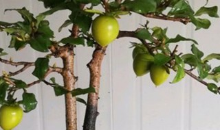 金弹子春天养护（金弹子春天怎么浇水）