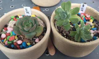 怎样养护薄化妆（薄化妆冬天怎么养）