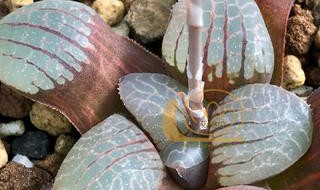 多肉十二卷火凤凰克养护（多肉 火凤凰）