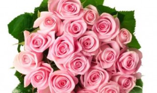 玫瑰花叶子上有白色怎么回事 玫瑰花叶片上有白点怎么治疗