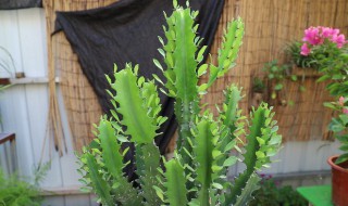 龙骨树养护 龙骨树怎么种植