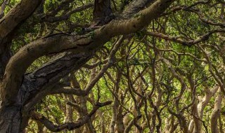 刚买的榕树怎样养护(刚买的榕树怎样养护呢)