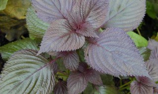 紫苏适合什么季节种植（紫苏栽种什么季节）