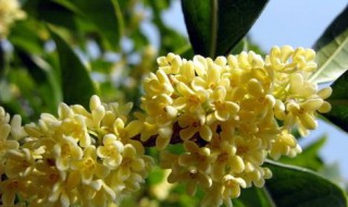 桂花树开的季节（桂花树开的季节是几月份）