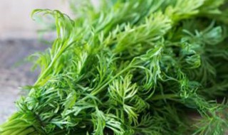 茴香什么季节可以种 茴香适合什么时候种