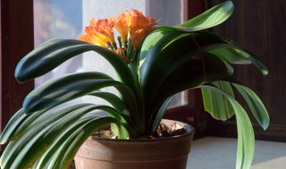 君子兰重新上盆后怎样养护（君子兰收到后重新入盆需要剪根吗）