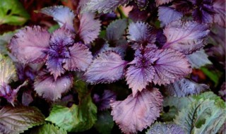 紫苏什么季节采收 紫苏什么时候采收最好