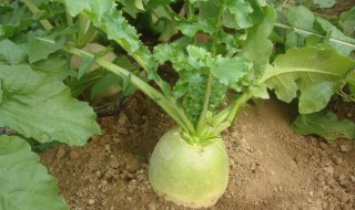 萝卜是什么季节长的（萝卜是在什么季节成熟的）