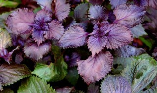 紫苏哪个季节有（紫苏哪个季节有卖）