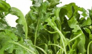 什么季节荠菜好吃 荠菜啥季节好吃