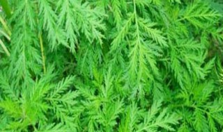 6月和8月是什么季节 6-8月是什么季节