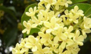 月桂和桂花叶有什么区别呢 月桂和桂花叶有什么区别呢