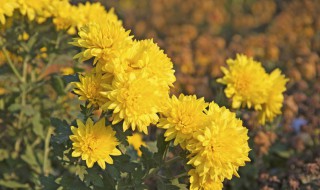 菊花是在什么季节生长 菊花生长在几月份