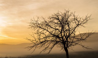 一包盐水浇树多久会死（几包盐能浇死一棵树）