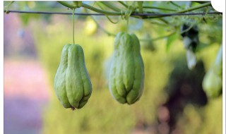 葵瓜什么时候种植 葵瓜什么时候种植最好