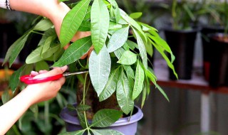 大发财树的养护知识 大发财树养护技巧