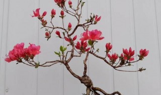 映山红盆景养护方法 映山红盆景怎么造型