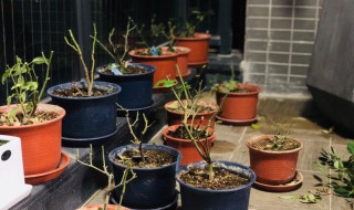 月季换盆后如何养护 月季换盆后如何养护好