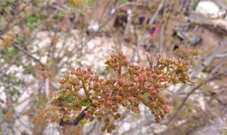 花椒开花能不能修剪(花椒开花能不能修剪枝条)