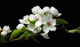 新鲜梨花可以做什么 新鲜梨花怎么做好吃