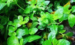 薄荷是什么季节才有的（薄荷是什么季节才有的呢）