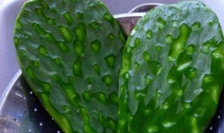 吃鸡卡在仙人掌里怎么办 吃鸡卡在仙人掌里怎么办啊