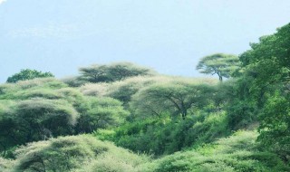 为什么热带雨林只有两个季节 为什么热带雨林分为④层