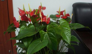 红掌不开花不长叶子（红掌不开花不长叶子怎么回事）