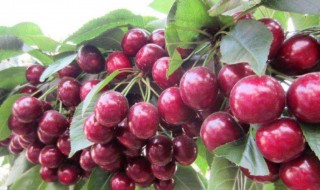 樱桃树开花后修剪 樱桃树开花后修剪视频